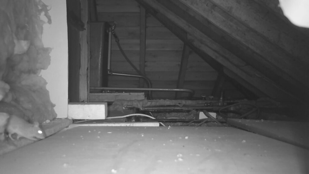 Mice in attic at night.