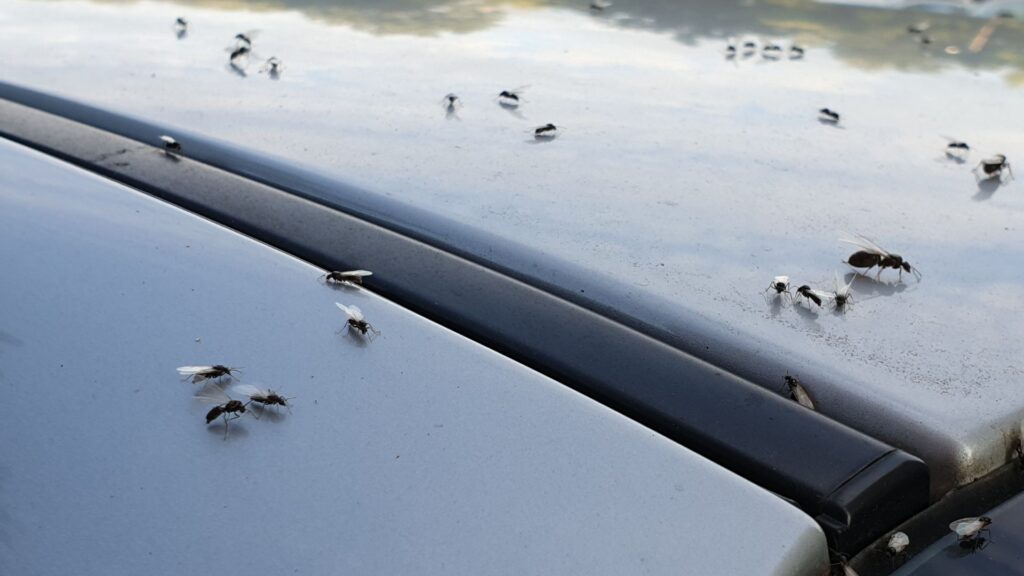 How to get rid of ants in car