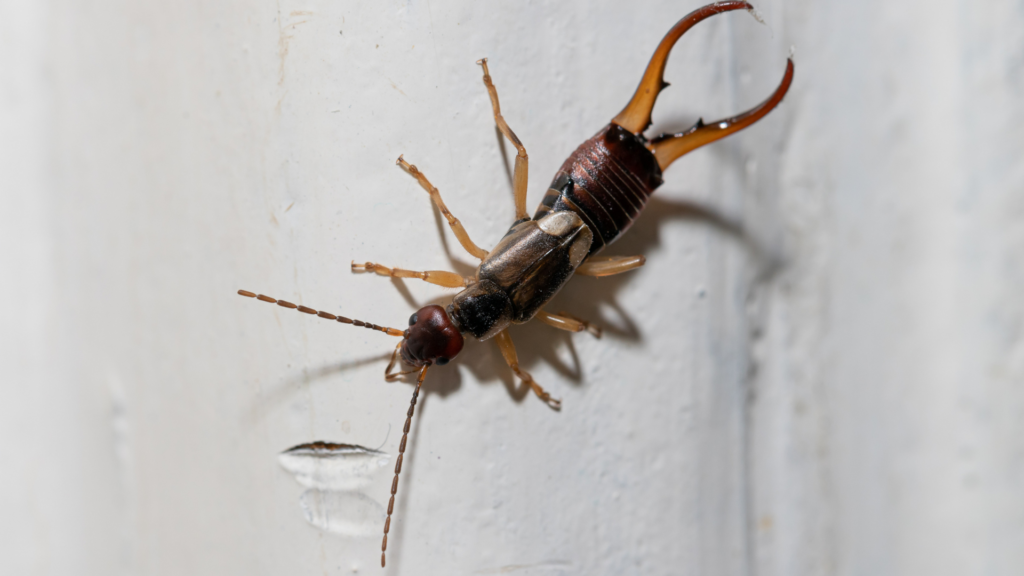 Why are earwigs in your house?