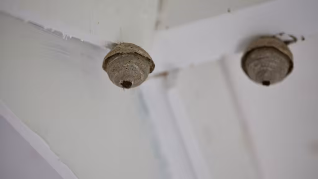 Enclosed wasp nests