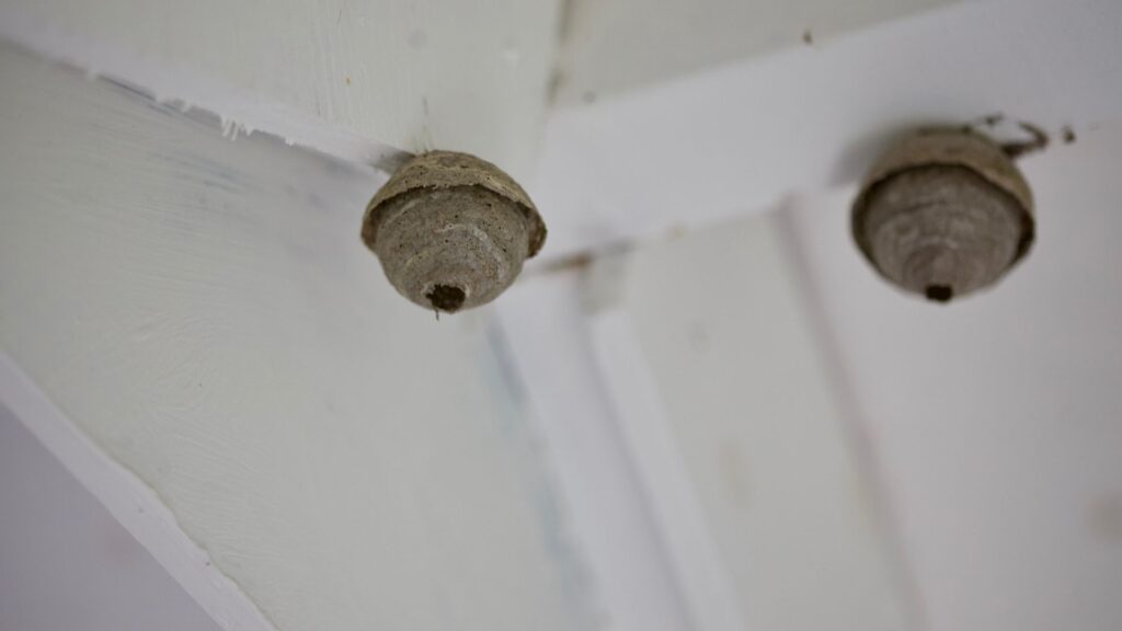 Enclosed wasp nests