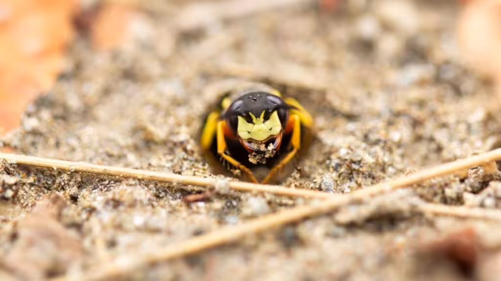 Ground wasp emerging from underground nest