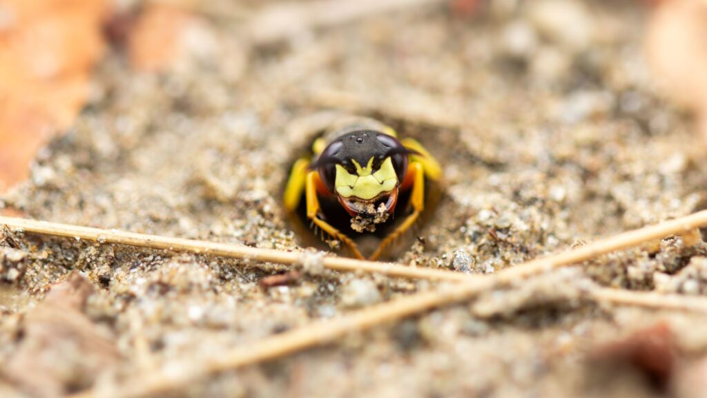 Ground wasp emerging from underground nest