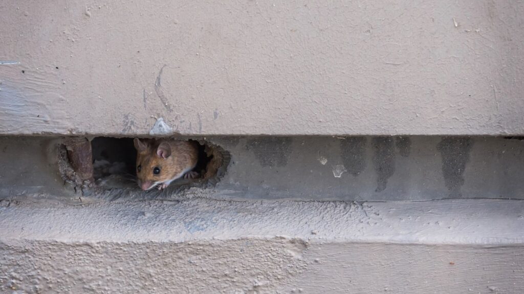 Mouse in wall