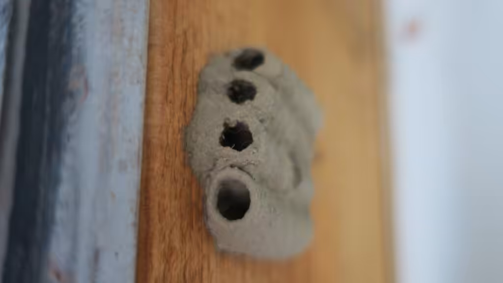 Mud dauber mud nest