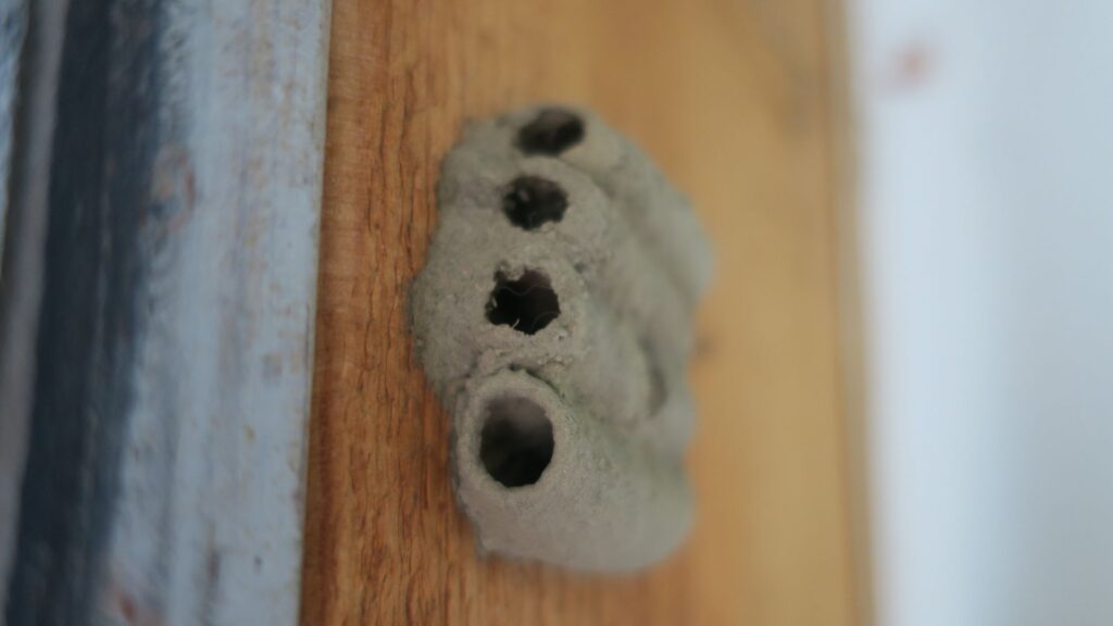 Mud dauber mud nest