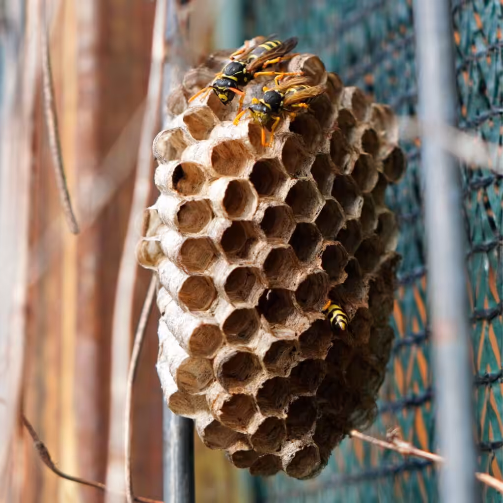 Open-comb wasp nest