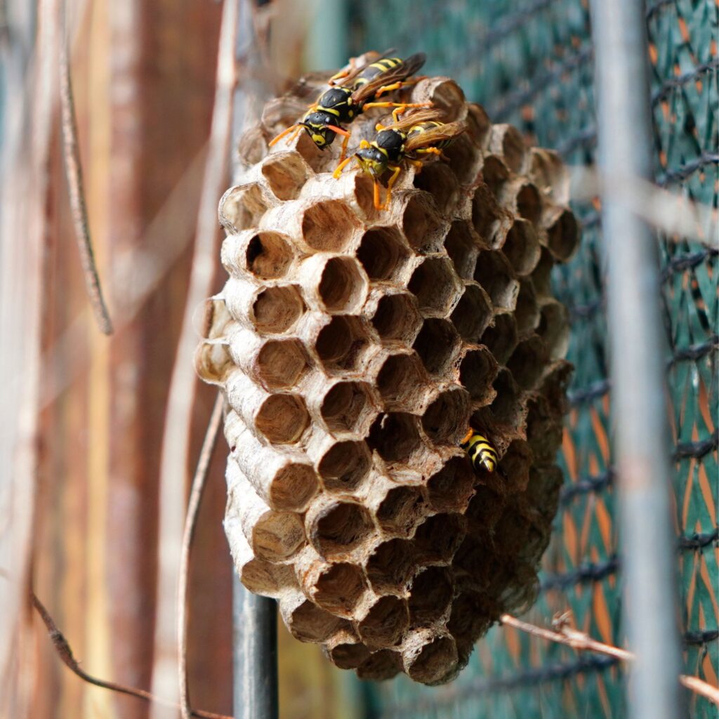Open-comb wasp nest