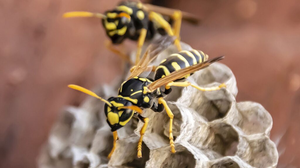 Wasp nest types