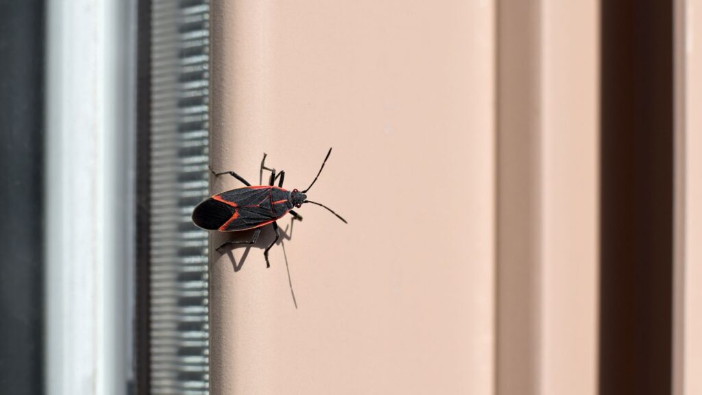 What boxelder bugs eat