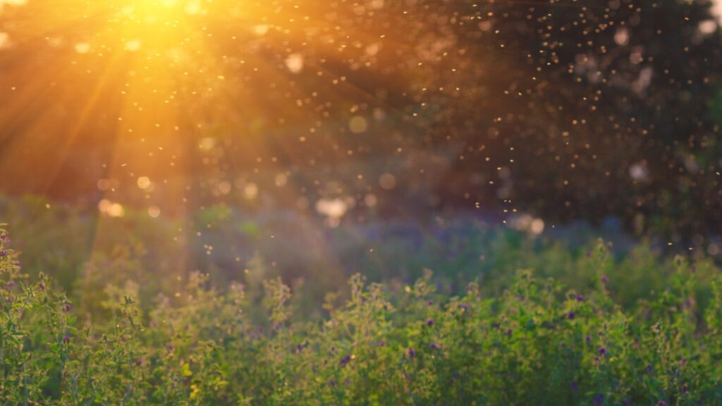 When are mosquitoes most active