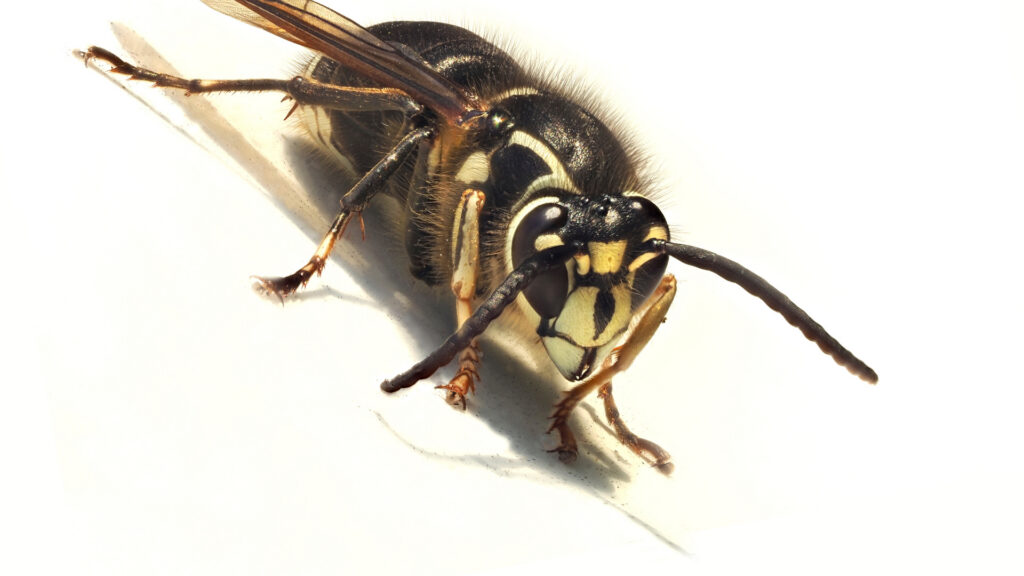 Bald-Faced Hornet