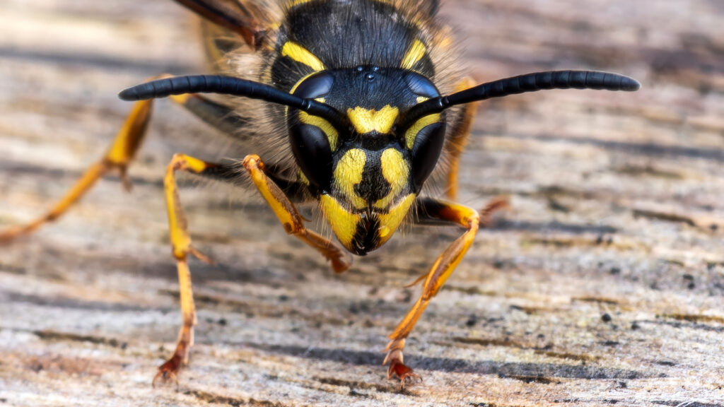 Yellow jacket