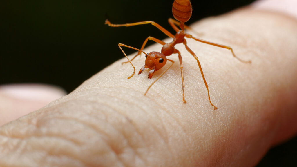 Ant biting human