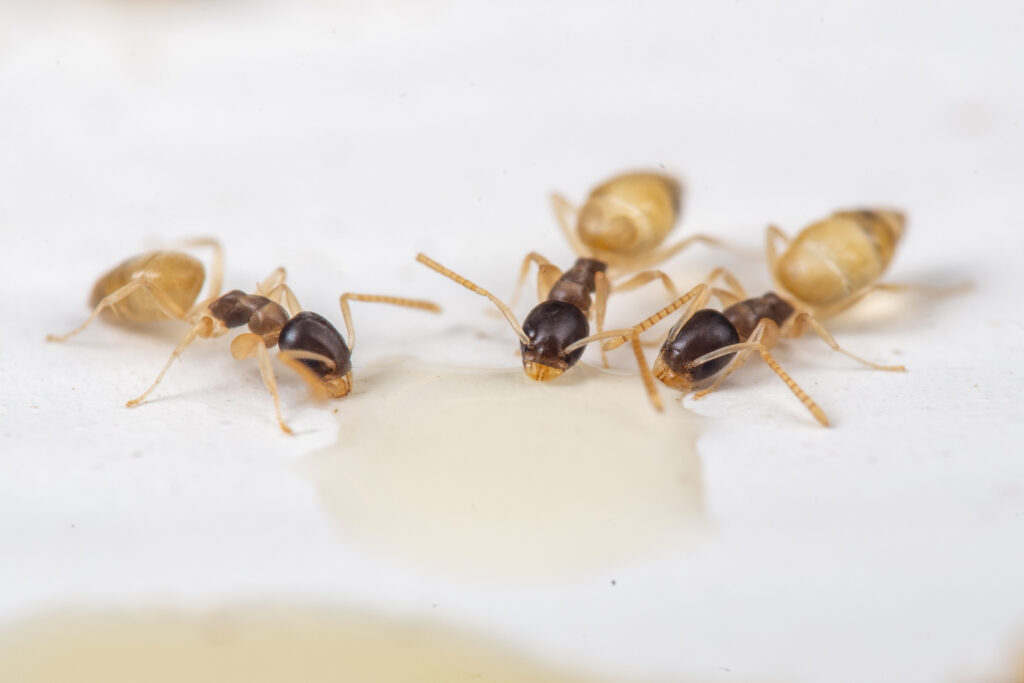 What do ghost ants look like