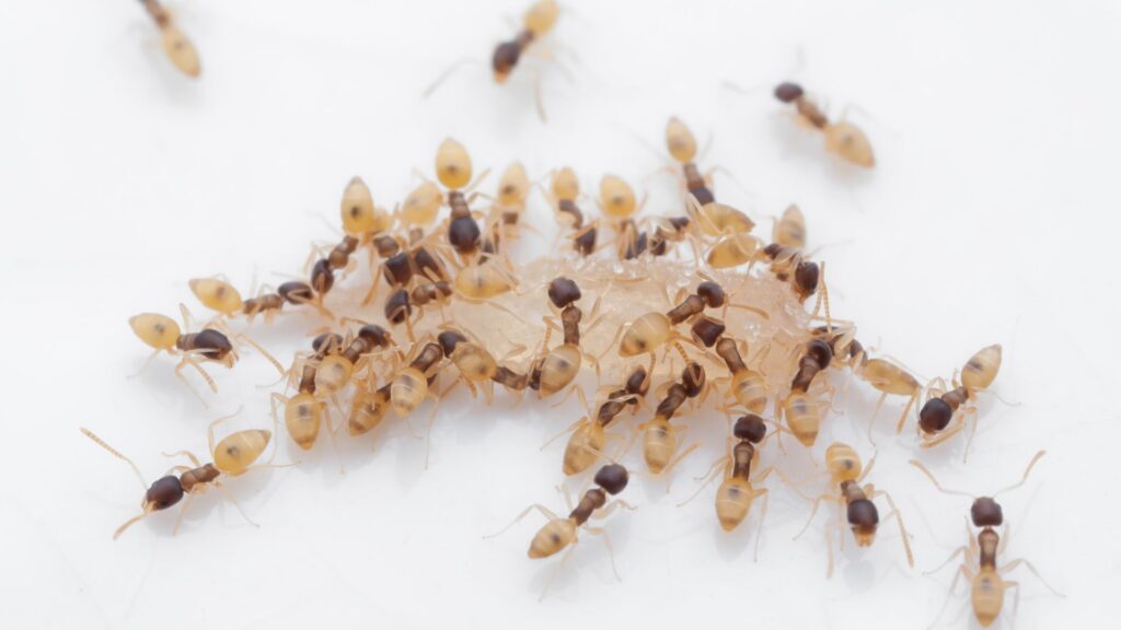 Ghost ants in Washington