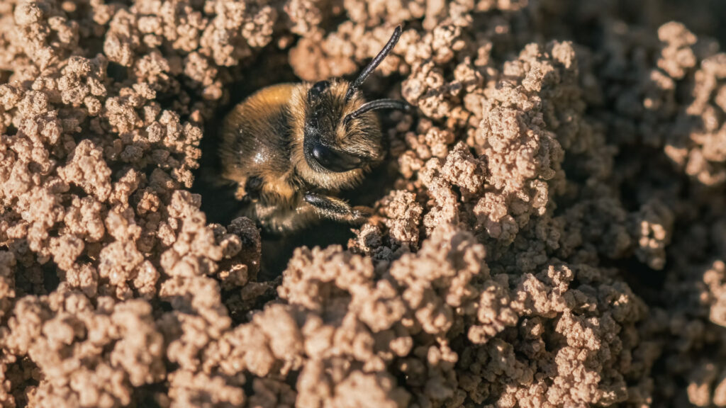 Ground bee in nest