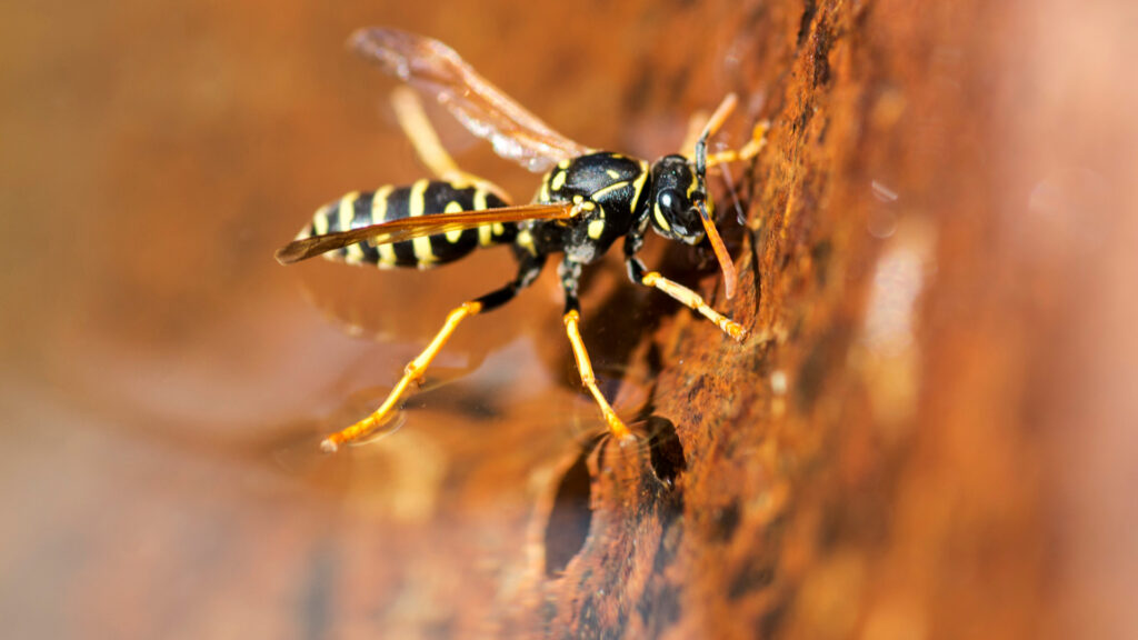 Yellow jacket
