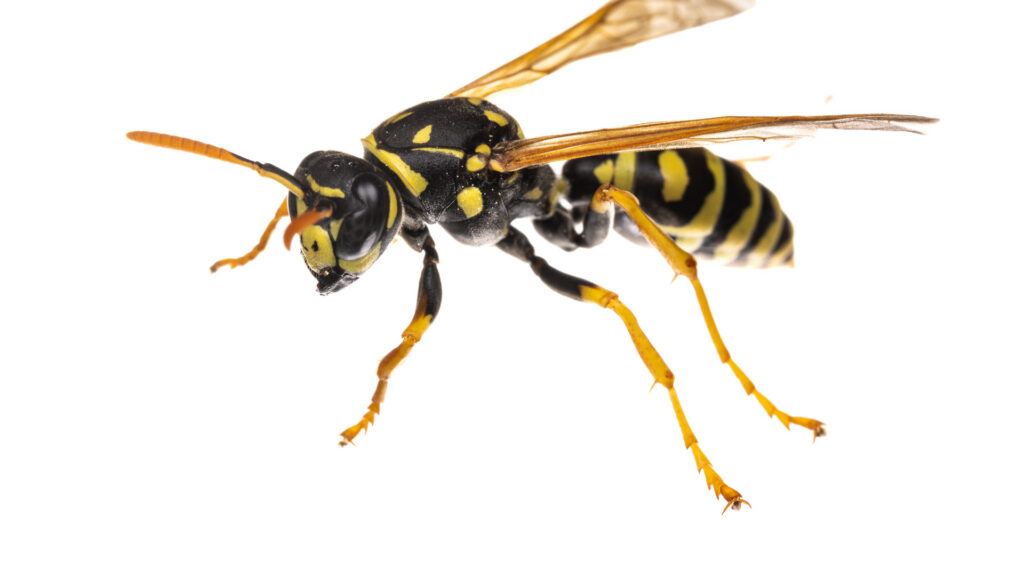North American paper wasp