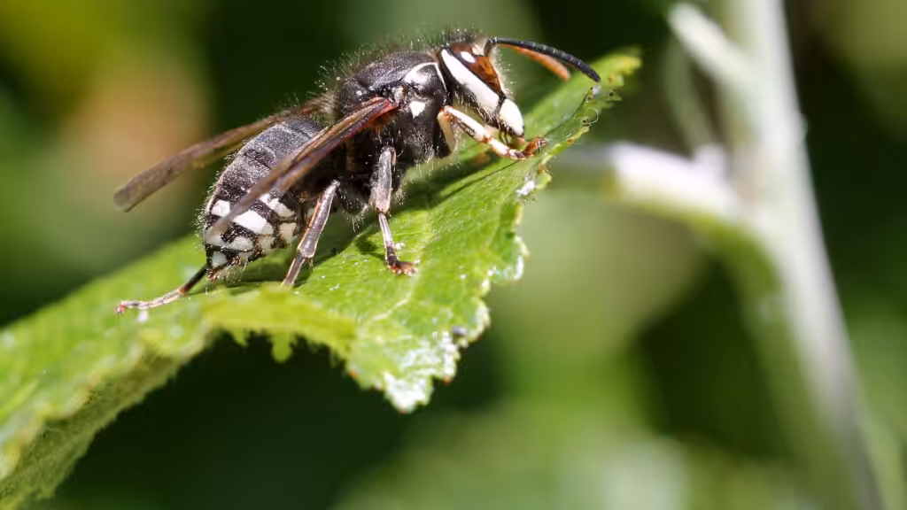 Bald faced hornet