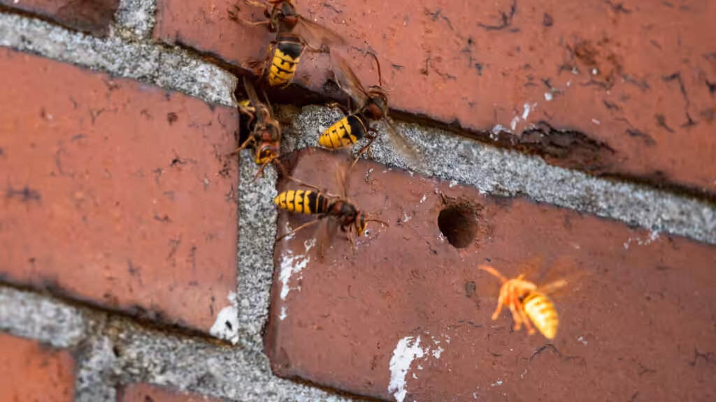 European hornets nesting in a cavity within a brick wall
