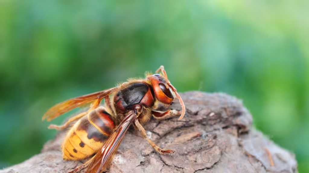 European hornet