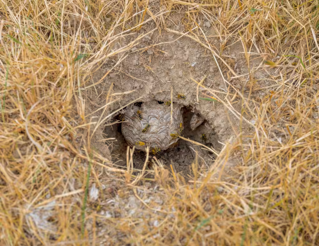 Yellow jacket ground nest