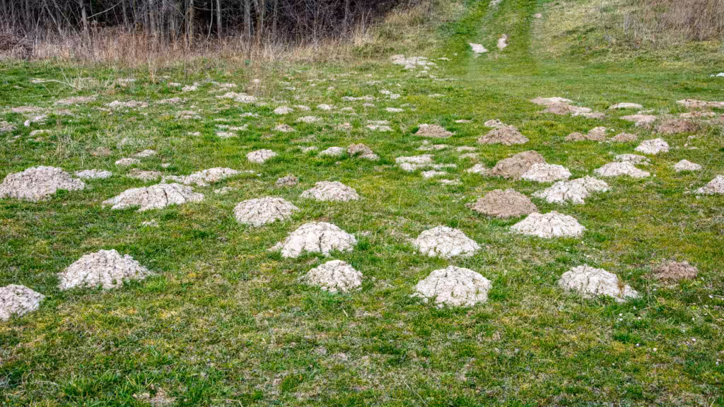 Mole hills