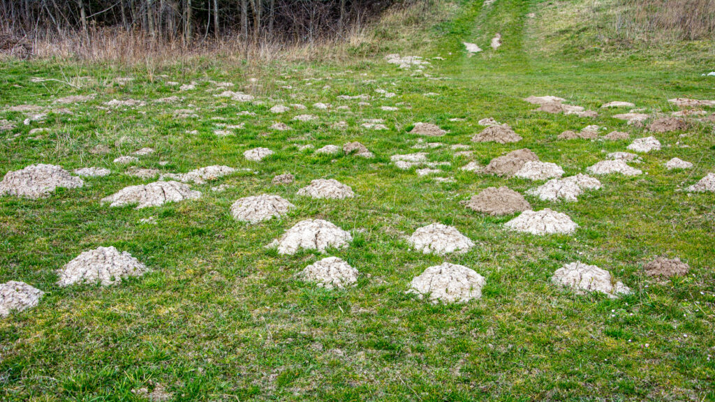 Mole hills