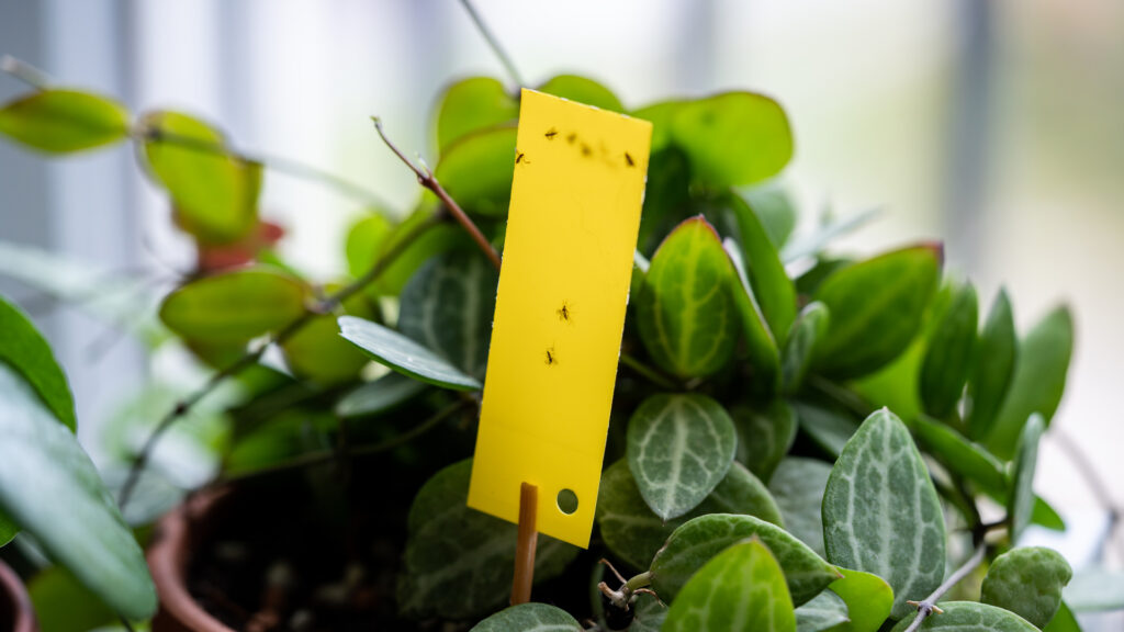 Gnat sticky trap