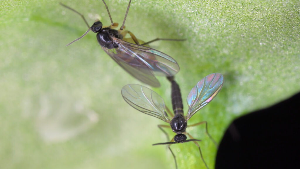 Gnats